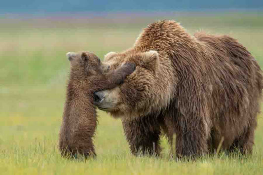Bear Hug