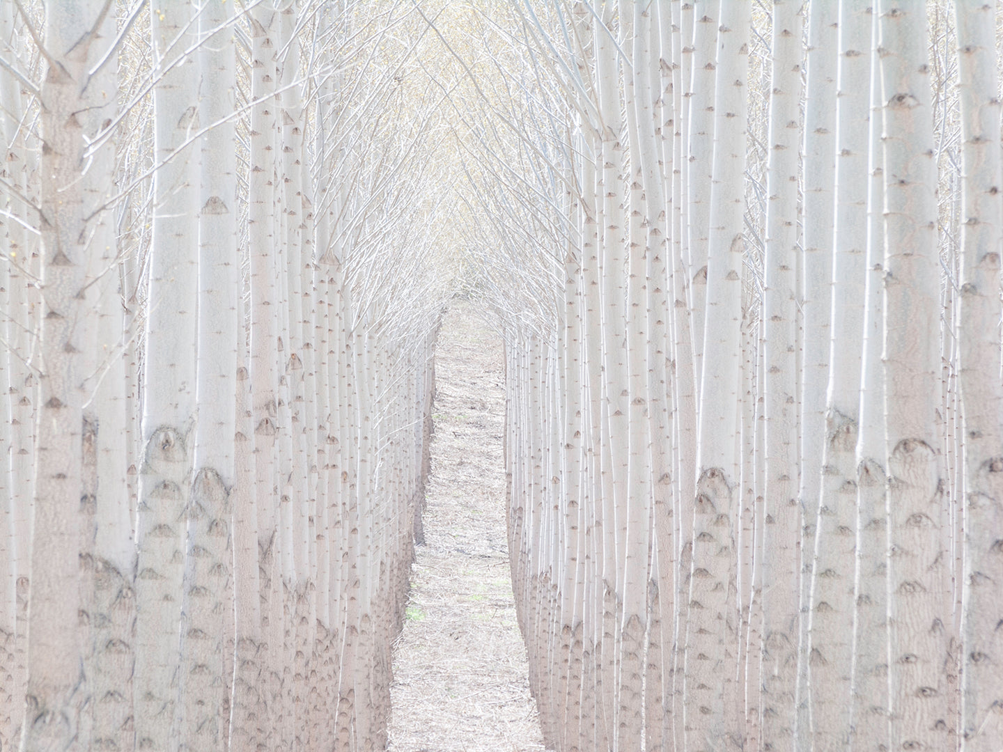 Tree-Finity #1