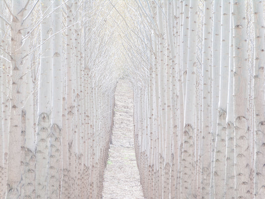 Tree-Finity #1