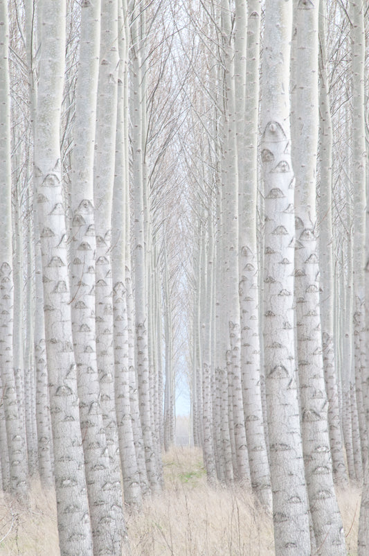 Trees in Fog