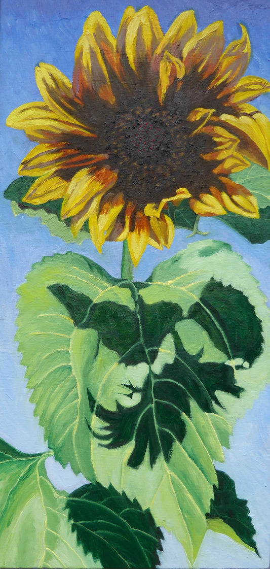 Sunflower Shadowplay