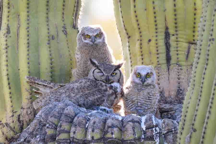 Thorny Nest