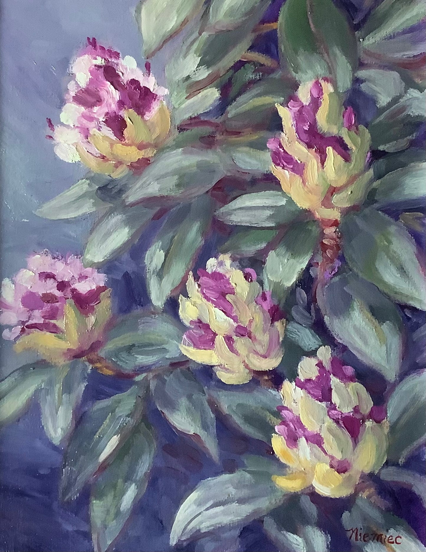 Purple Rhod. Buds