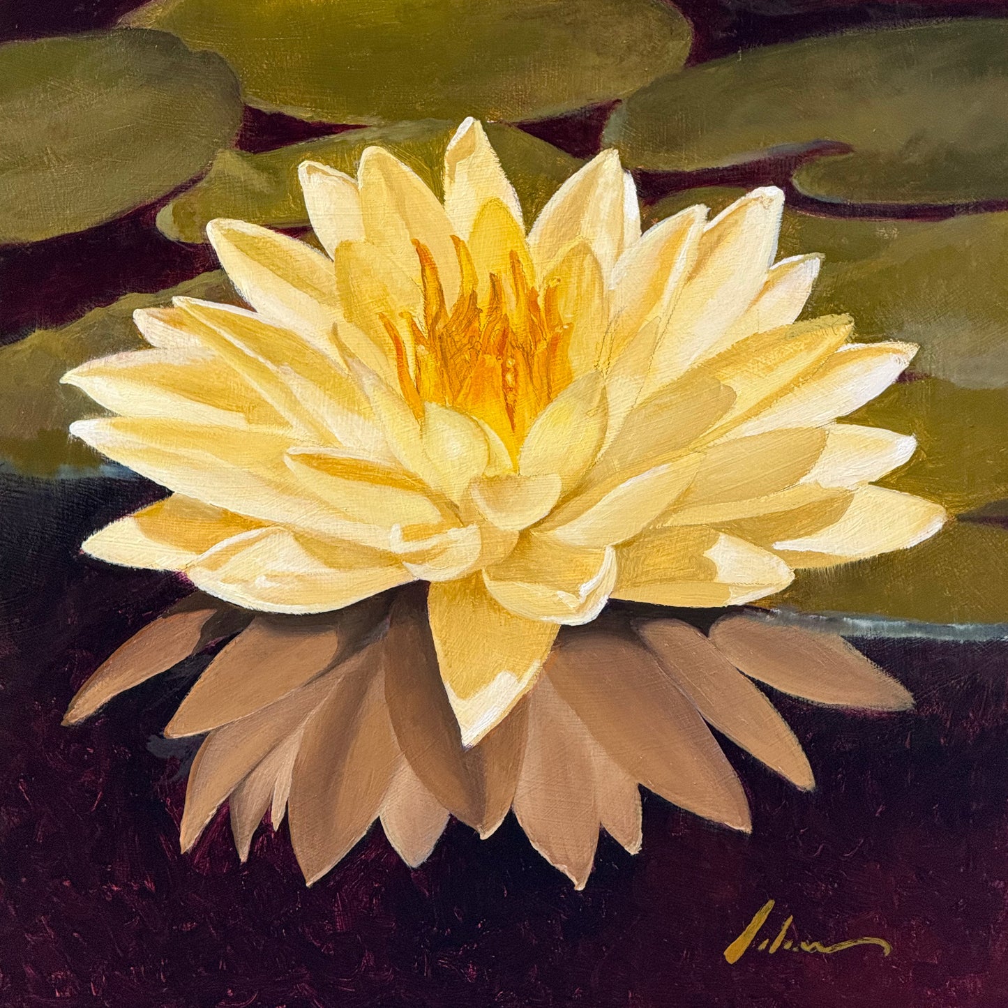Water Lily
