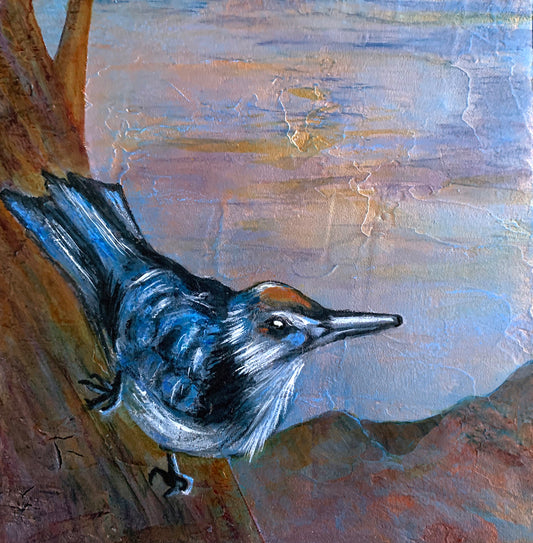 Nuthatch