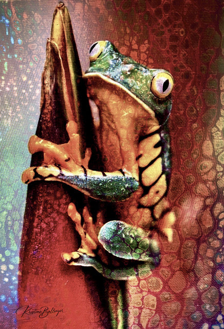 Spring Peeper