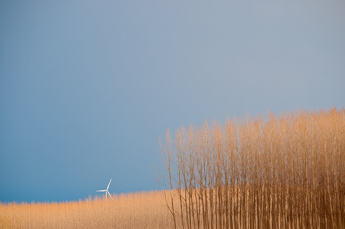 Wind in Trees