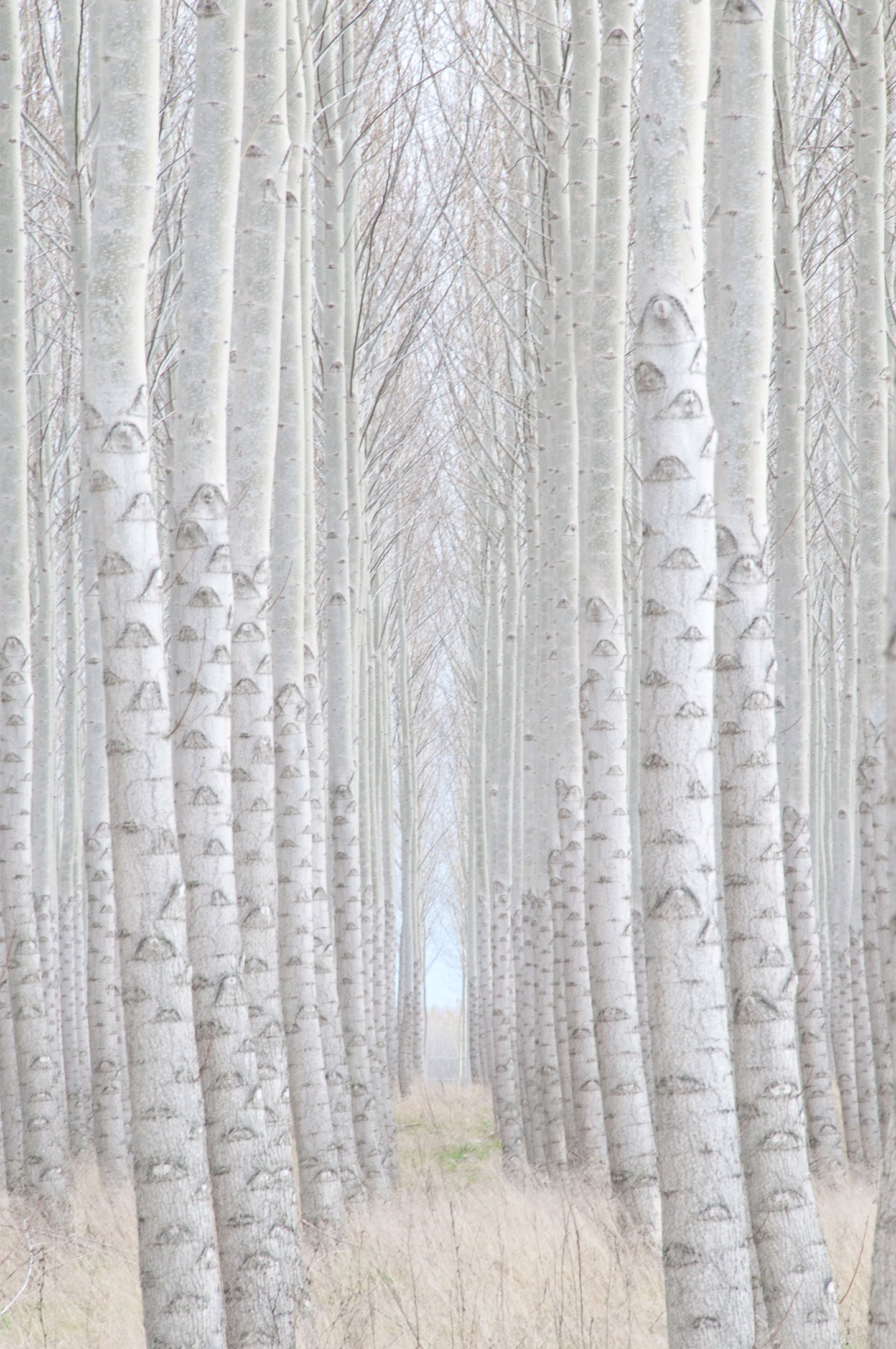 Trees in Fog