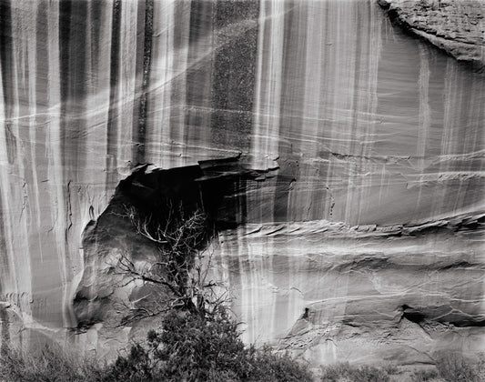 Canyon Wall and Winter Cottonwood, Utah 2009
