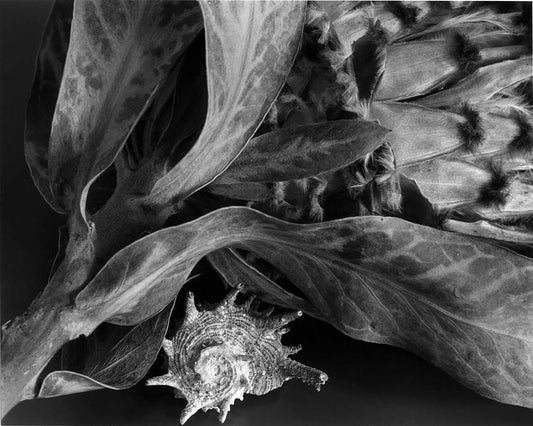 Dried Thistle and Shell, 1999