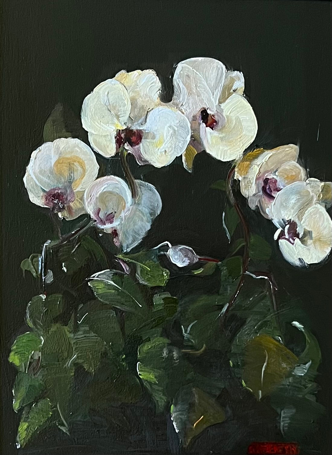Orchids
