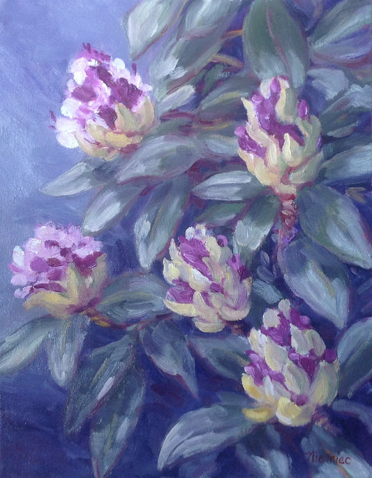 Purple Rhododendron Buds