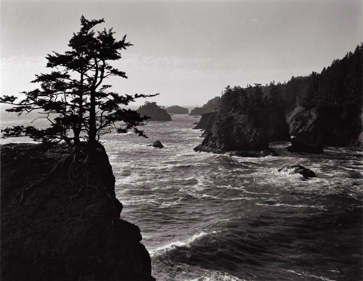 Island Spruce, Rocky Coastline, Oregon Coast 2008