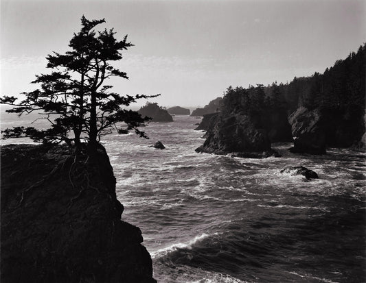 Island Spruce, Rocky Coastline, Oregon Coast 2008