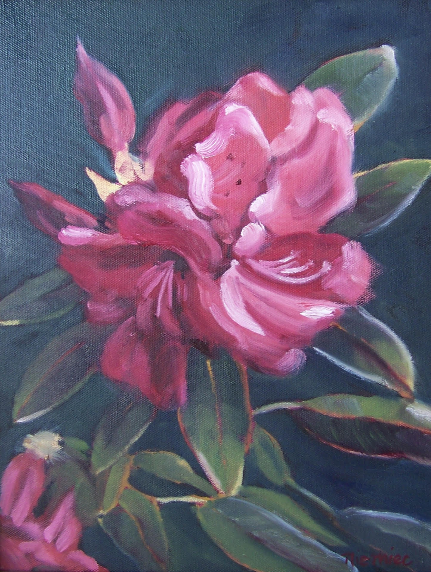 Red Rhododendron Flower