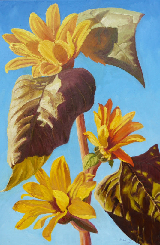 Sunflower in August