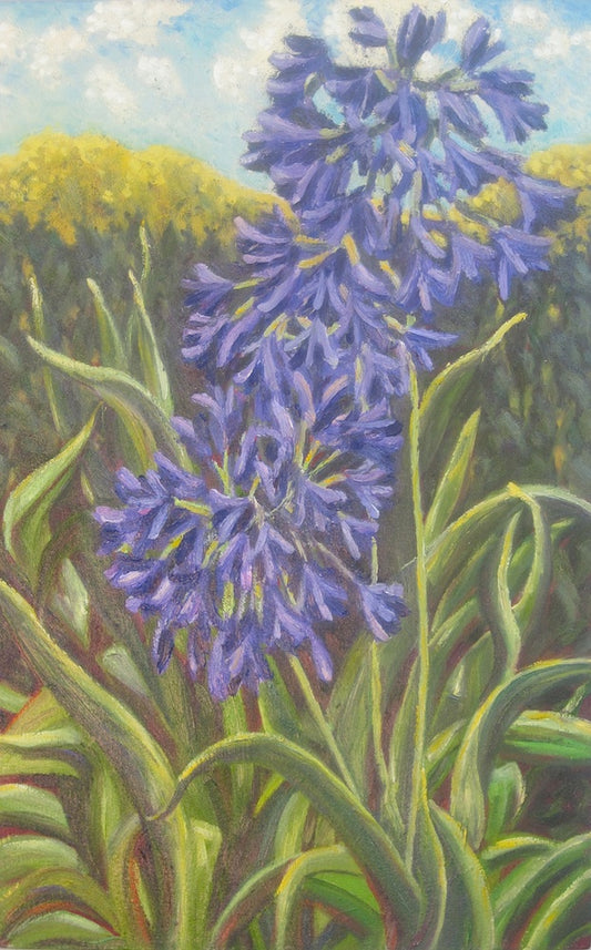 Agapanthus