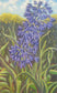 Agapanthus