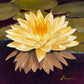 Water Lily