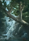 Lithia Creek