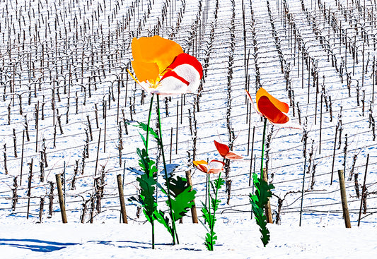 Snow Bloom