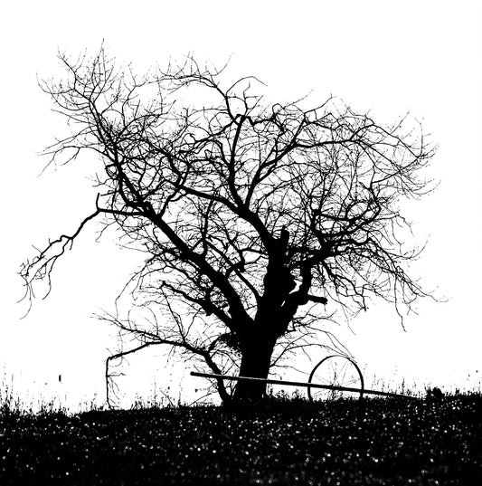 Tree with Dew Drops