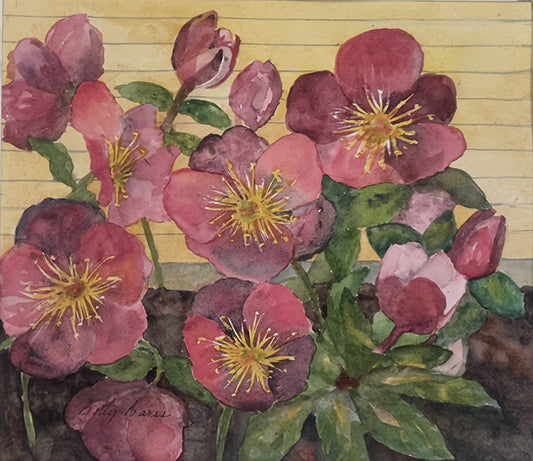 Lenten Rose