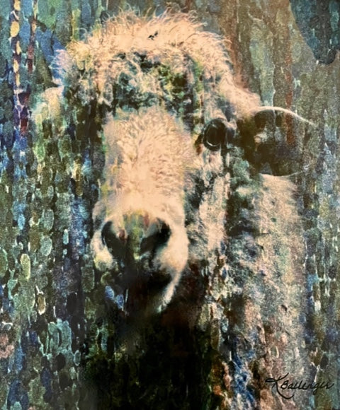 Veiled Sheep