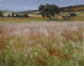 Field in Provence
