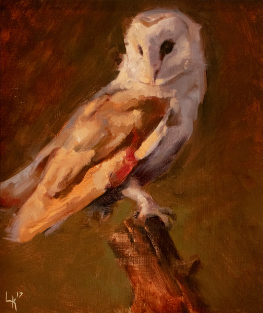 Barn Owl #1