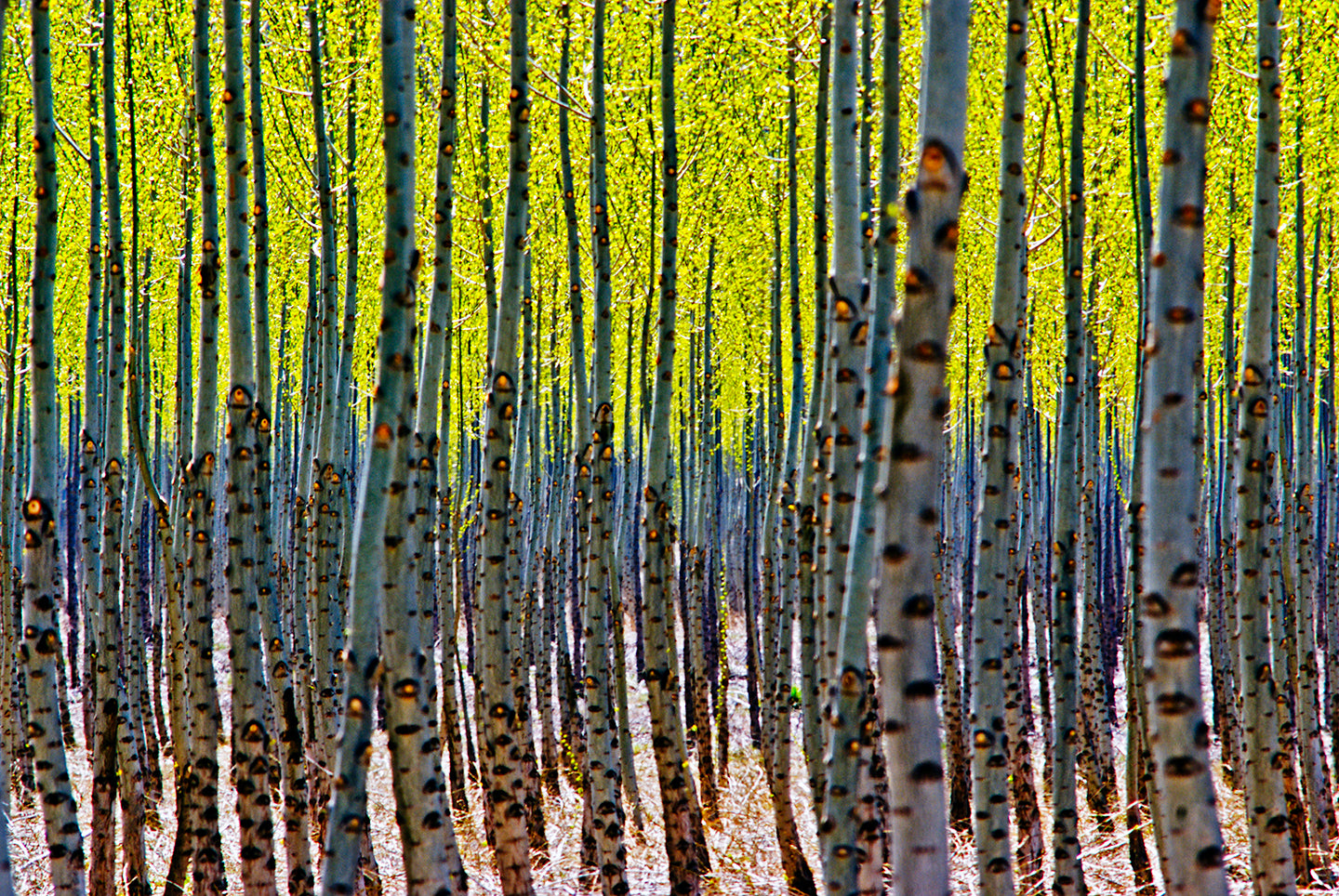 Mess-O-Trees #5 – Art and Soul Ashland