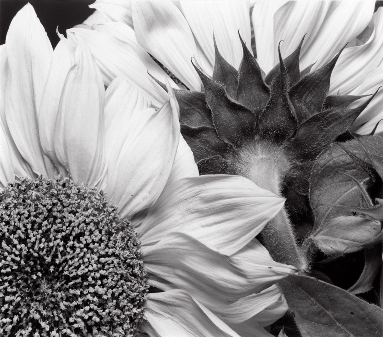 Sunflowers, 2001