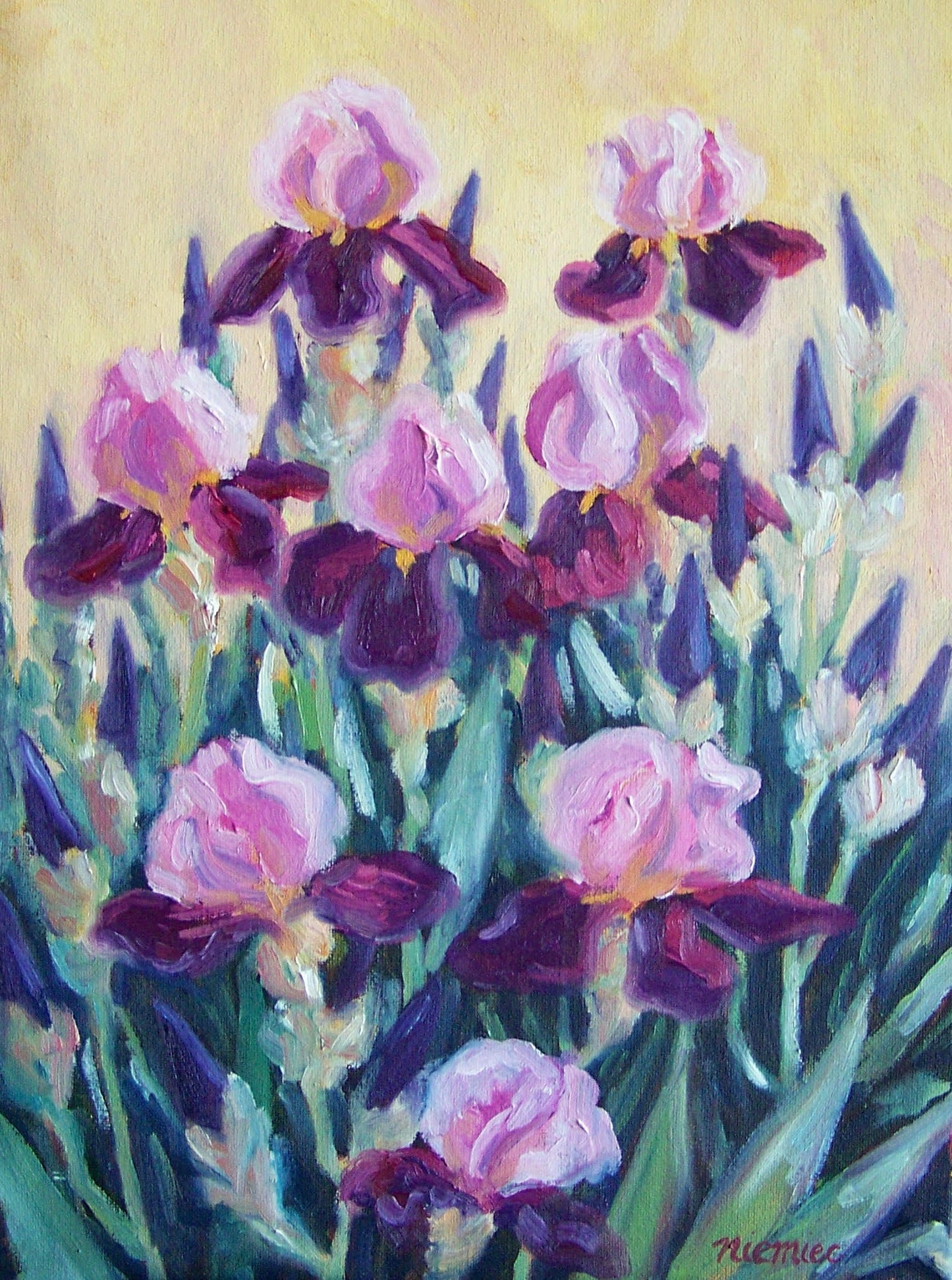 Pink Irises